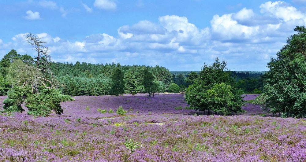Lower Saxony