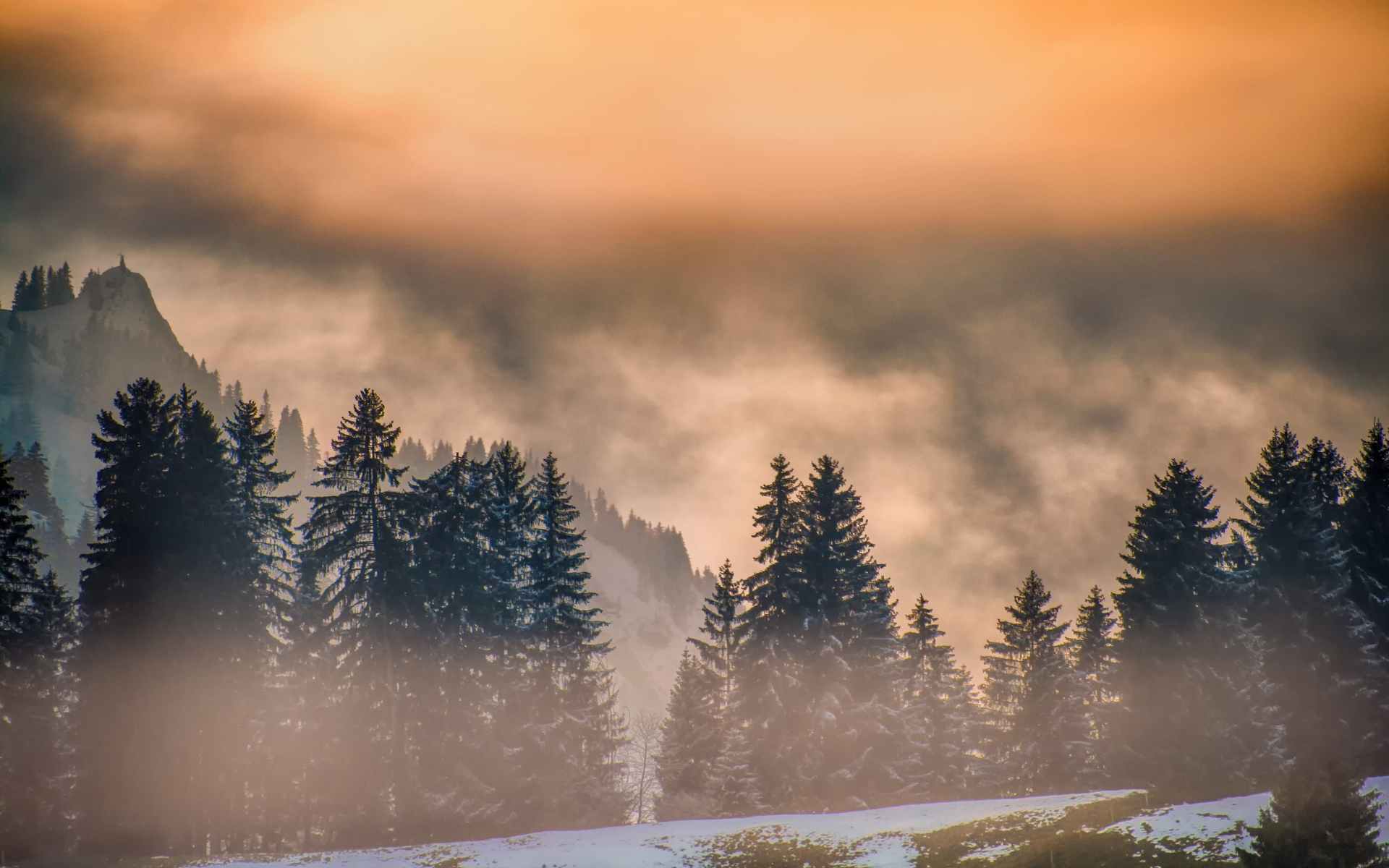 Black Forest