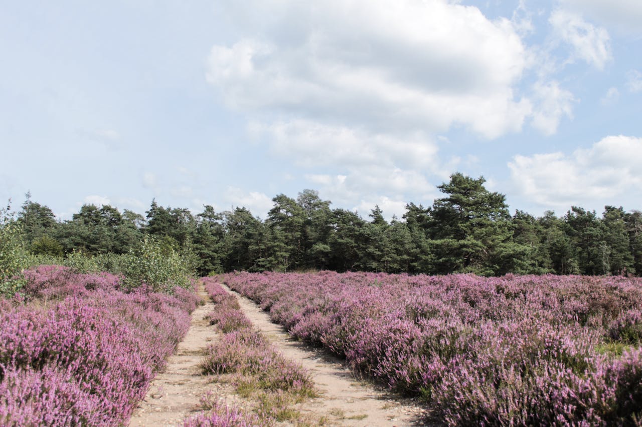 Lüneburger Heide