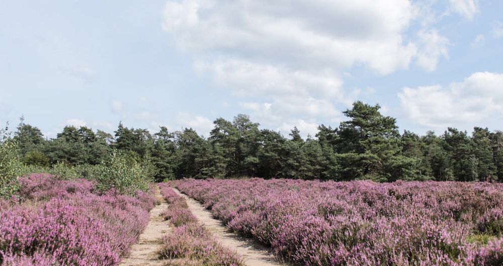Luneburg Heath