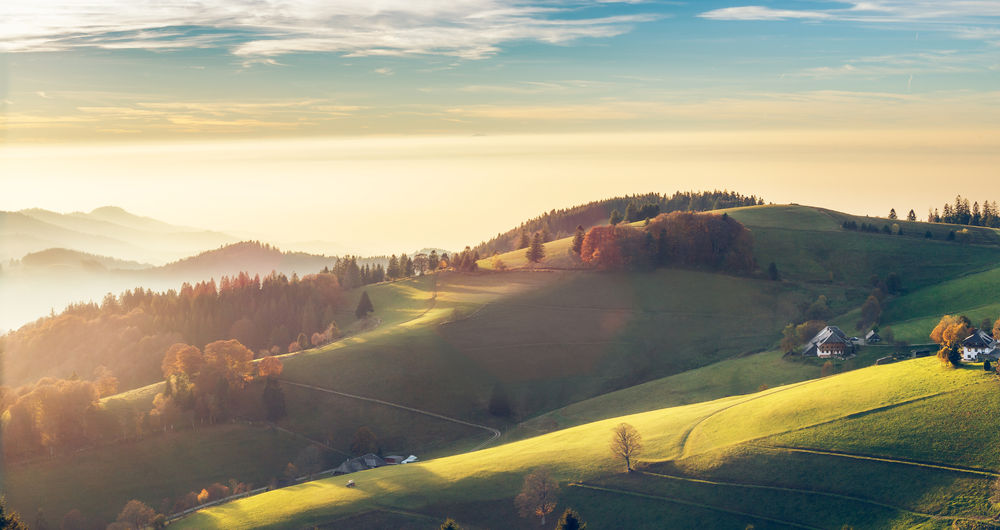 Black Forest