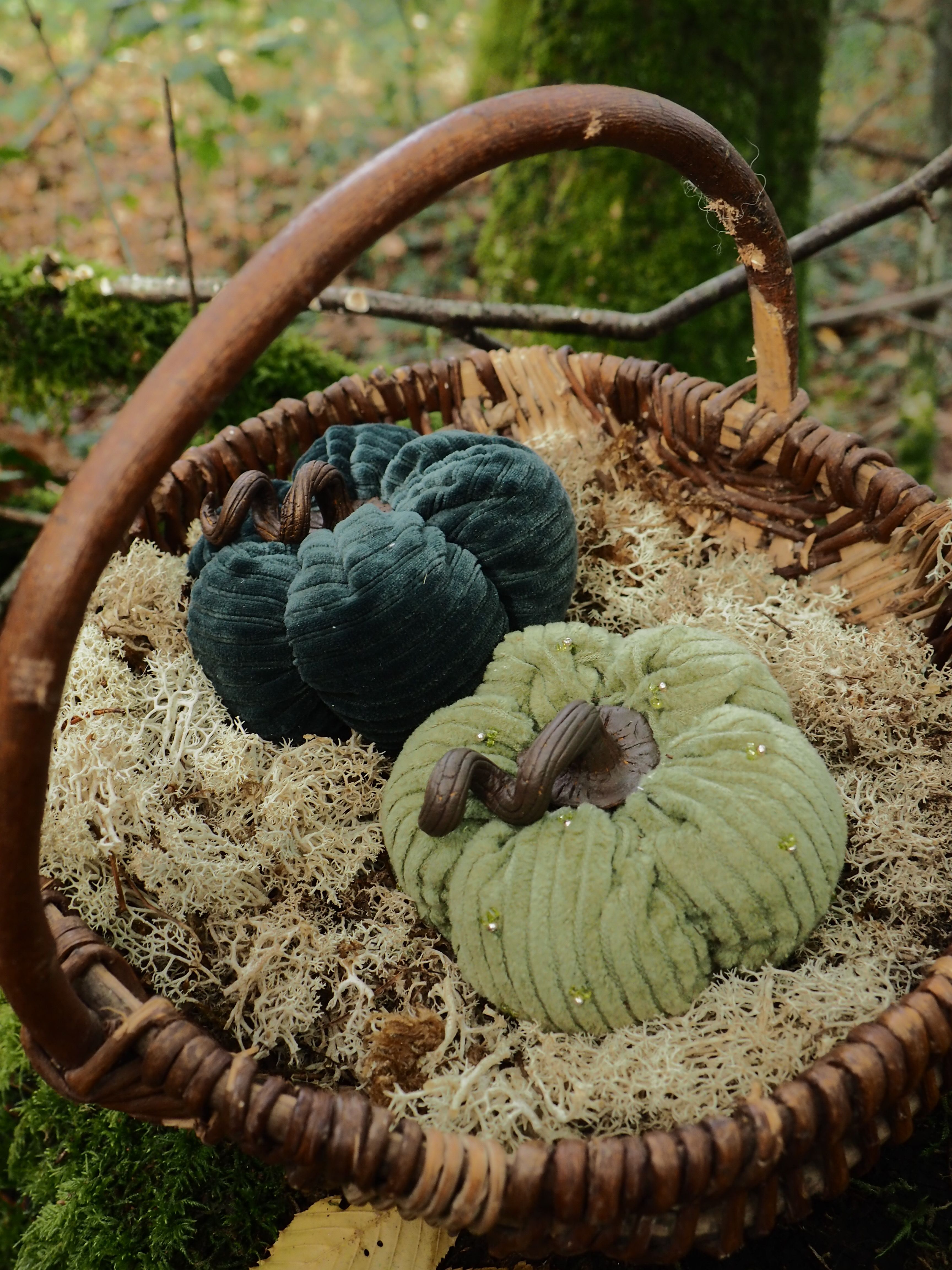 Cette image présente un panier en osier traditionnel posé sur un sol moussu dans un environnement naturel. Le panier, de forme ronde avec une anse arquée, contient plusieurs courges ornementales disposées sur un lit de paille ou de fibres naturelles. On peut observer :
- Deux courges de couleur vert foncé, presque bleu-vert, avec une surface lisse
- Une courge de teinte plus claire, vert pâle ou crème, présentant des côtes ou cannelures caractéristiques
- Le tout repose sur un matelas de fibres végétales dorées qui tapisse le fond du panier L'ensemble évoque une scène automnale de récolte, avec une esthétique rustique et naturelle. Le contraste entre les différentes textures - l'osier tressé du panier, la mousse verte du sol, les surfaces lisses et côtelées des courges - crée une composition visuellement riche et harmonieuse. L'éclairage naturel met en valeur les couleurs et les formes de cette nature morte champêtre.