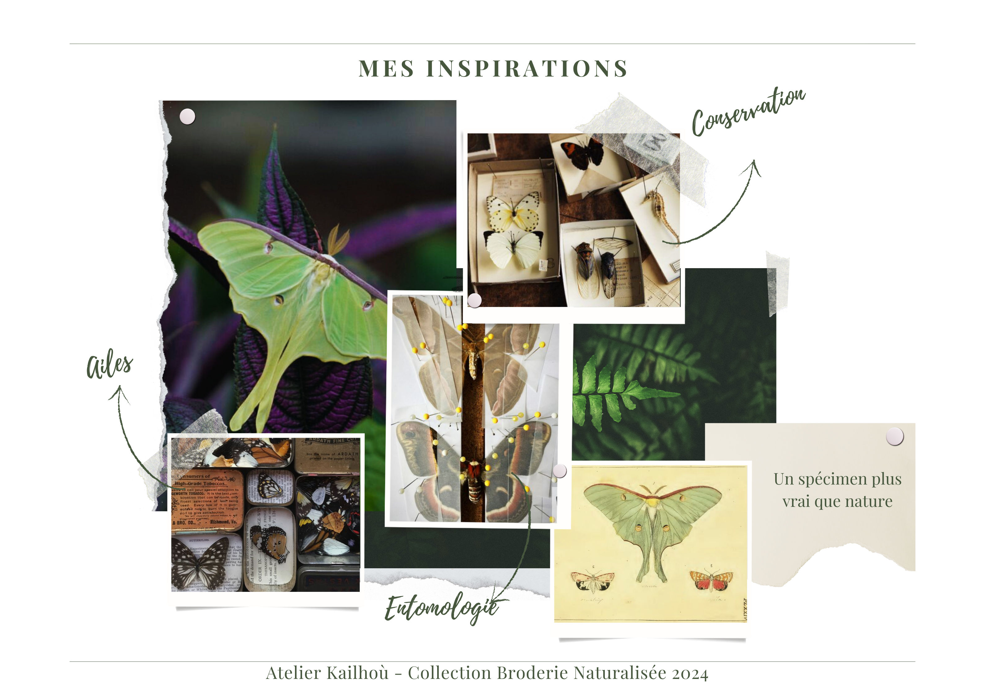 Cette image est un moodboard ou un tableau d'inspiration intitulé "MES INSPIRATIONS". Il présente une collection d'images sur le thème de la nature et des insectes, en particulier des papillons. L'élément central est une grande photo d'un papillon vert luna, très élégant sur un fond sombre. Autour de cette image principale, on trouve plusieurs autres photos et illustrations : 1. Des boîtes d'entomologie contenant des spécimens d'insectes épinglés.
2. Une illustration scientifique d'un papillon vert.
3. Une image de feuilles de fougère.
4. Des photos de divers objets naturels comme des plumes, des coquillages et des pierres.
5. Une image d'un instrument qui ressemble à un compas ou un outil de mesure. Les couleurs dominantes sont le vert, le brun et le noir, créant une ambiance naturelle et organique.  En bas de l'image, on peut lire "Atelier Kailholi - Collection Broderie Naturalisée 2024", suggérant que ce moodboard est probablement utilisé comme inspiration pour une collection de broderie sur le thème de la nature. L'ensemble donne une impression d'étude naturaliste, mêlant l'observation scientifique à l'appréciation esthétique de la nature.