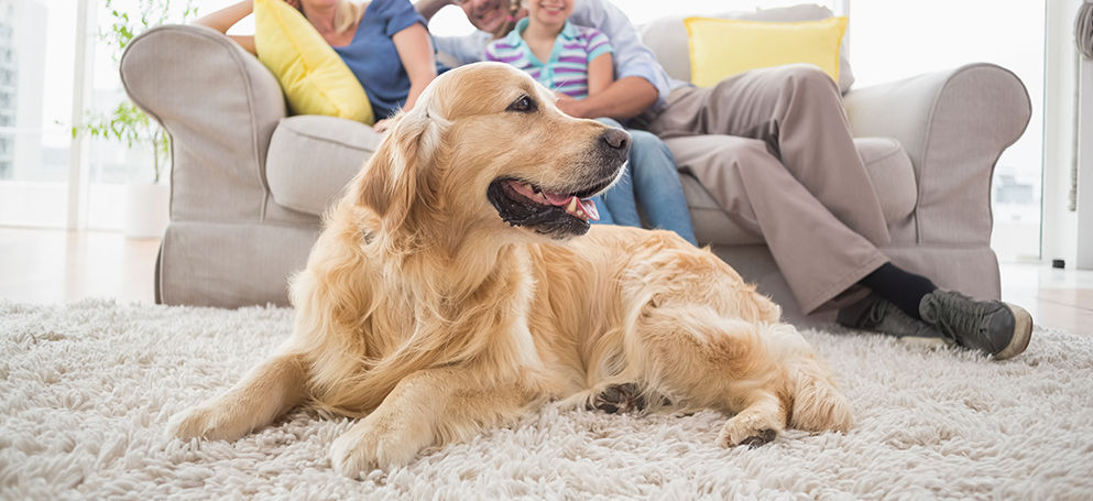 Comment Protéger votre Tapis de votre Animal- Mon Tapis Naturel