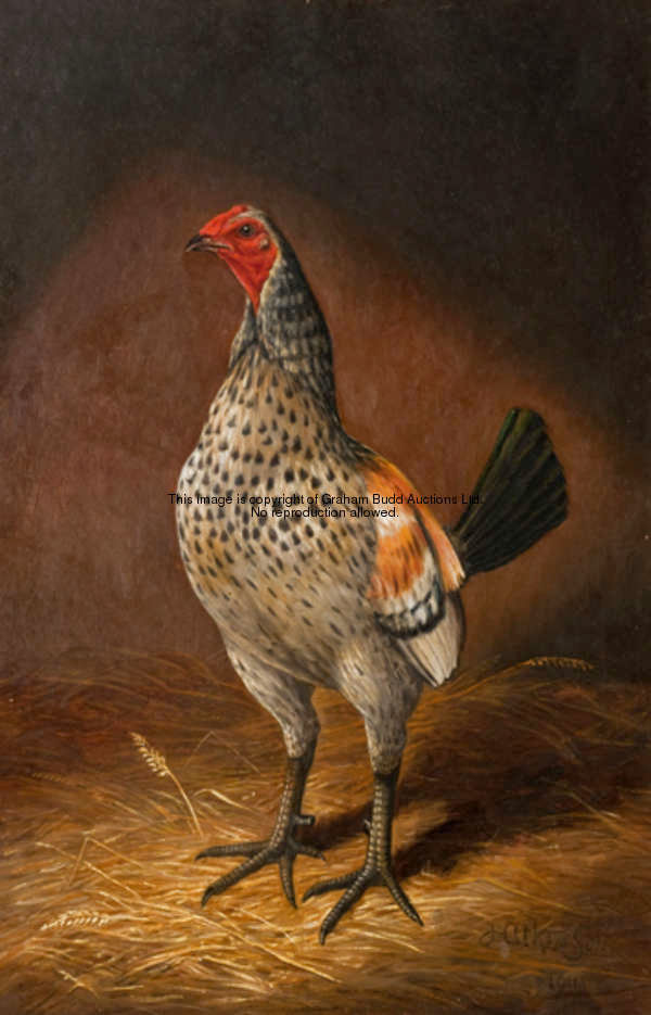 Herbert Atkinson (died 1936) PRIZE COCKEREL signed & dated 1911, oil on canvas, 53 by 35.5cm., 21 by...