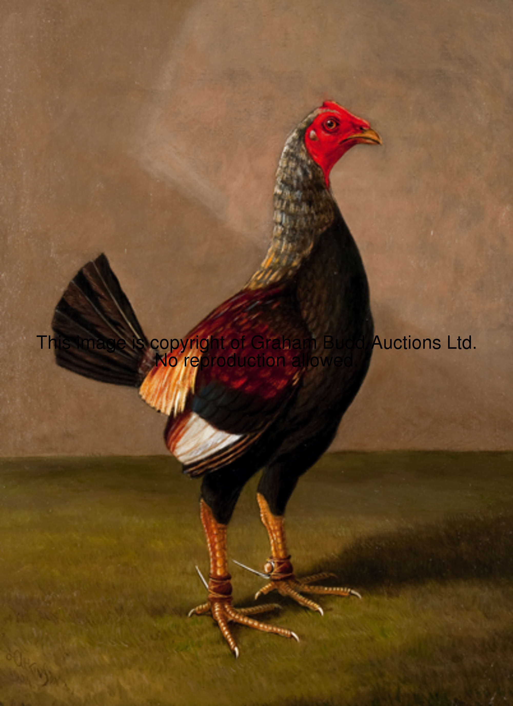 Herbert Atkinson (died 1936) GAMECOCK signed & dated 1904, oil on canvas, 51 by 38cm., 20 by 15in., ...