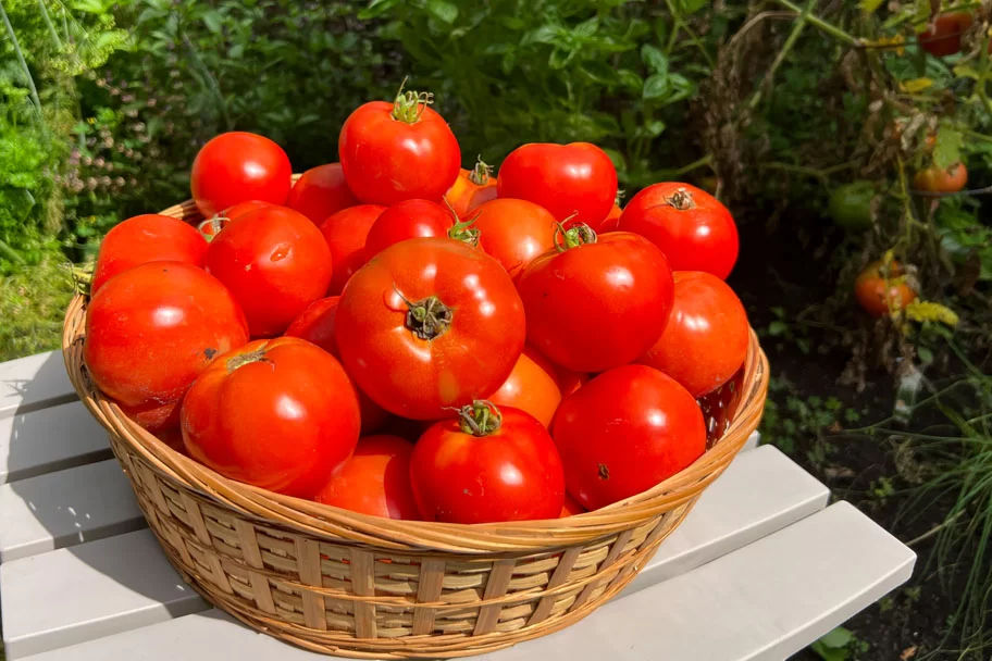 Tomat merah segar satu kilogram
