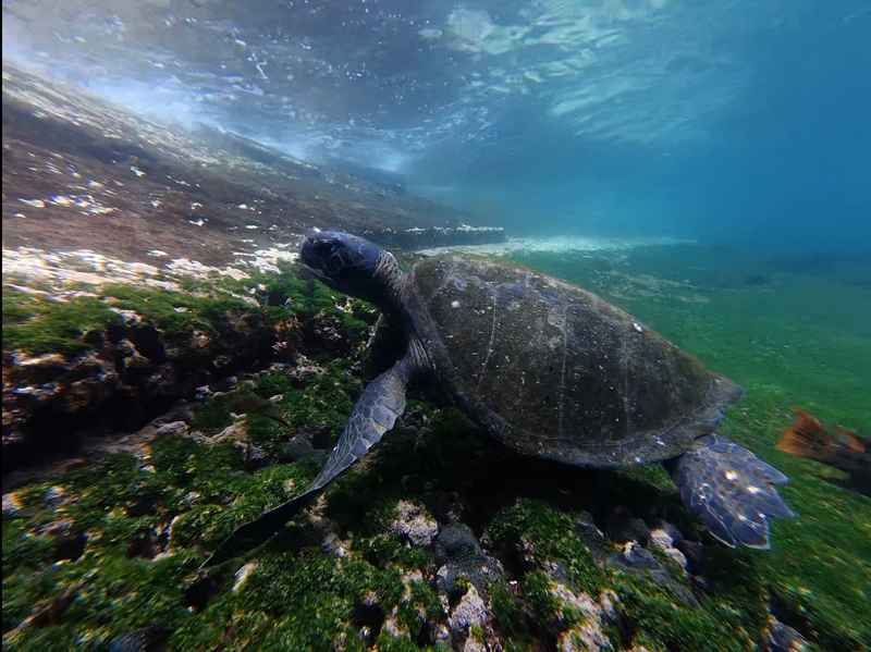 3D Gaussian Splat fallback