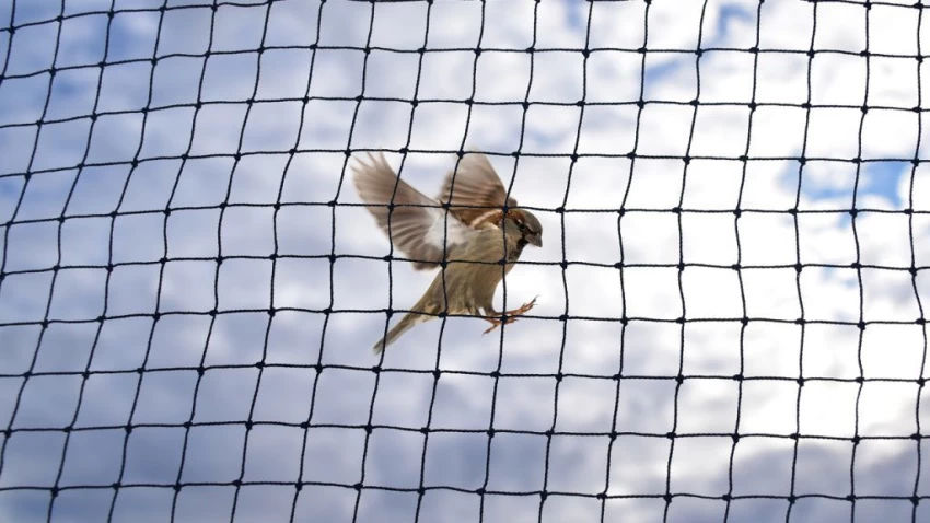 Bird Net for Balcony Installation