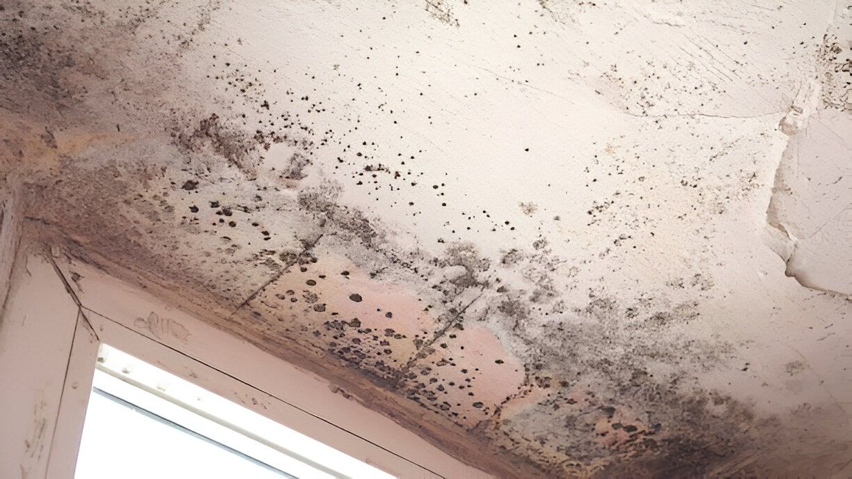 Attic Mold Removal