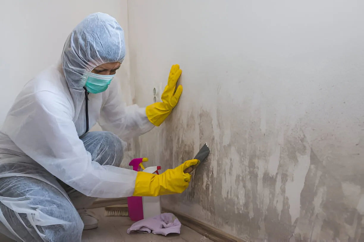 Commercial Mold Services