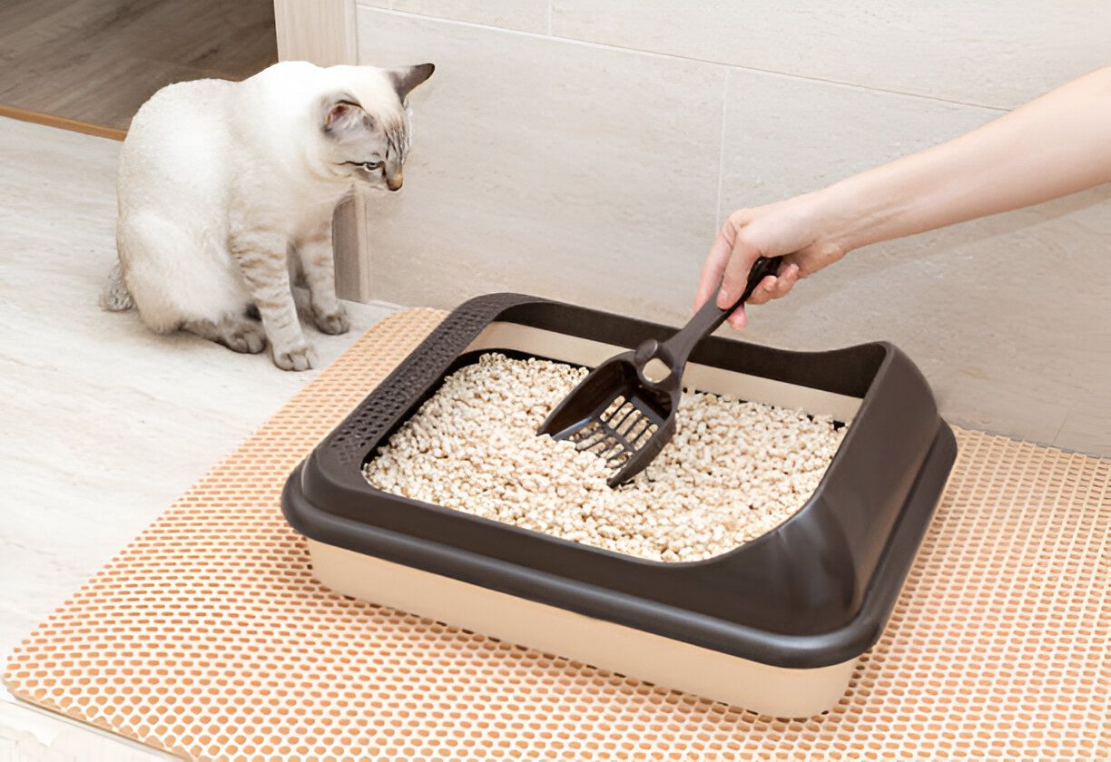 Pet Odor Removal