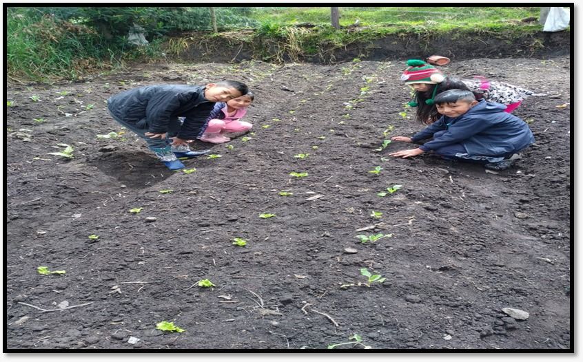 Preservación de semillas nativas