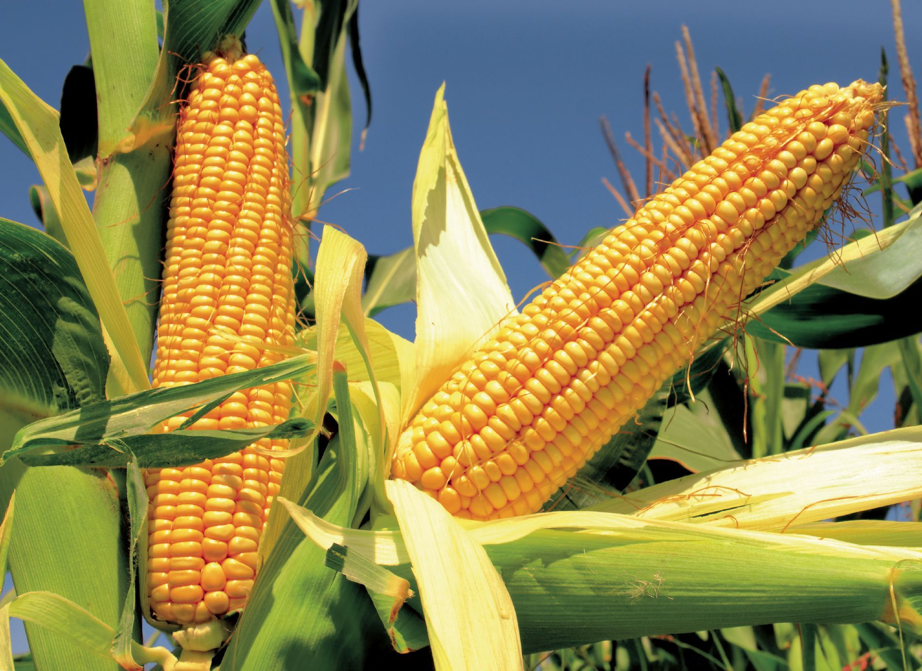 Nutrientes Menores Velox