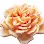 Victorian Rose Florist Logo