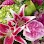 Blooming Barn Florist Gifts & Home Decor Logo