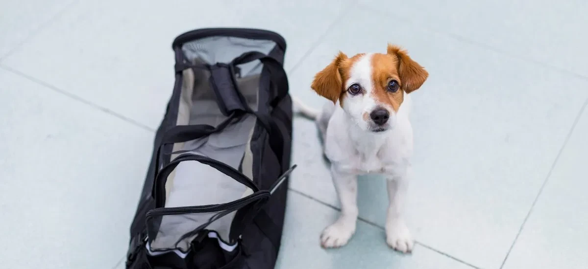 Bringing Your Pets into Turkey Bringing Your Pets into Turkey