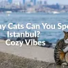 How Many Cats Can You Spot in Istanbul? | Cozy Vibes