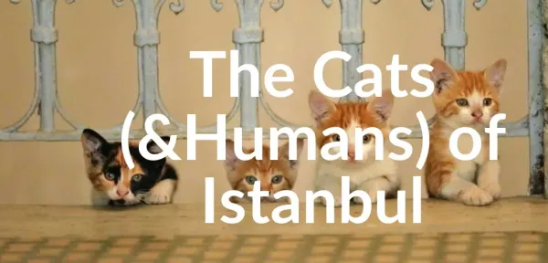 The Cats (& Humans) of Istanbul