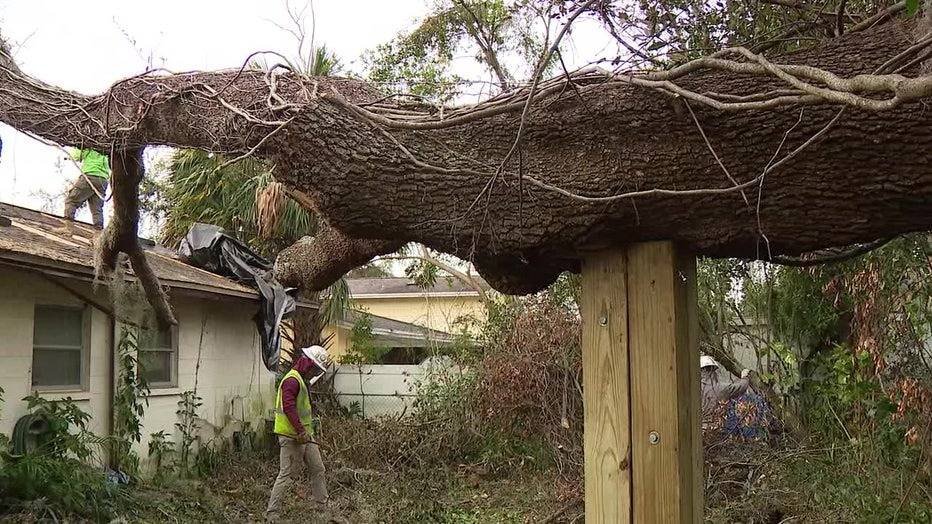 Florida oak tree with dead branches and thin canopy indicating decline