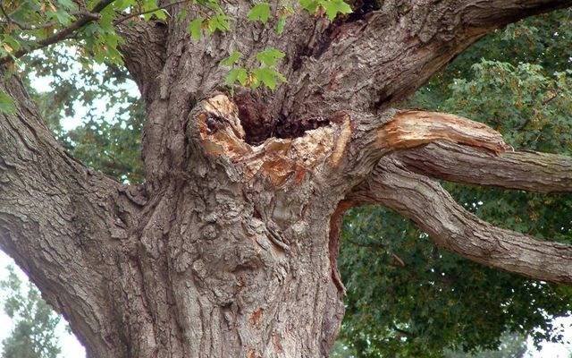 Dead oak branches showing cracks and decay from brittleness
