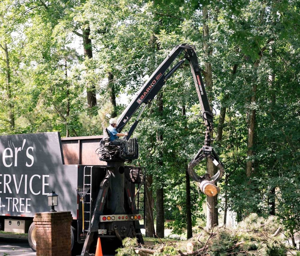 Oak tree base and root zone showing soil compaction or injury