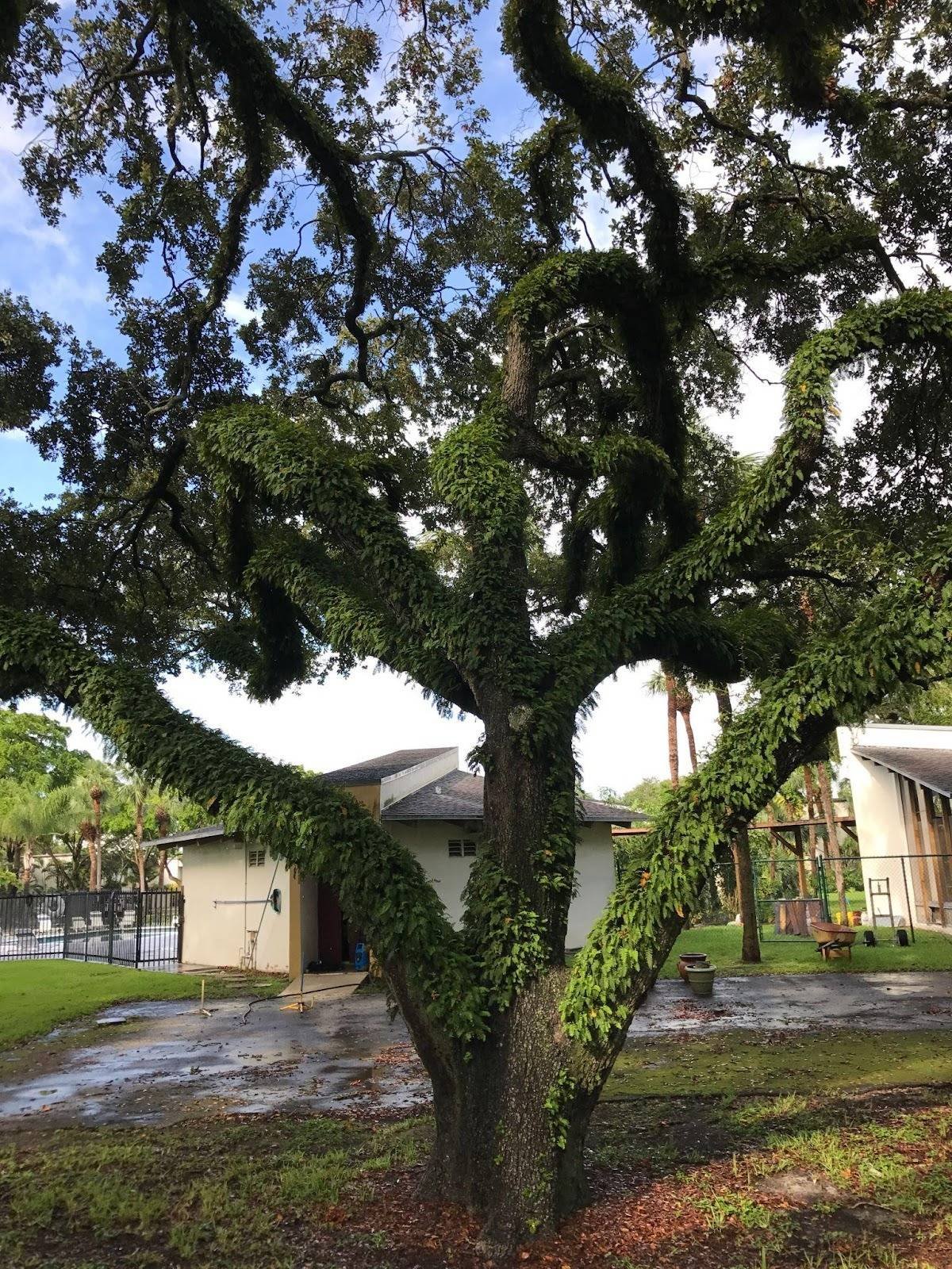 Very tall tree canopy extending over a Florida home and yard