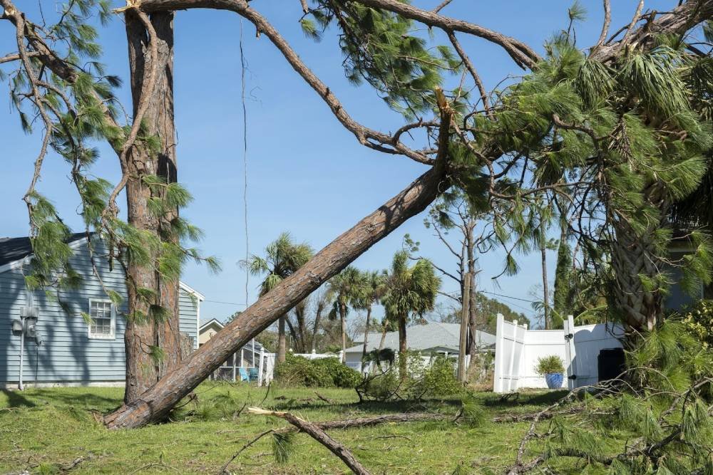 Arborist dismantling a large tree section by section above a roof