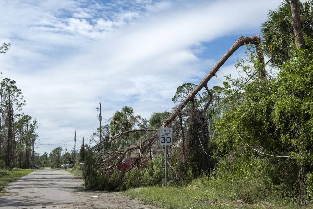 Large leaning tree with storm damage and cracked wood