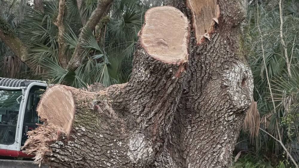 Thick live oak trunk showing dense Florida hardwood grain
