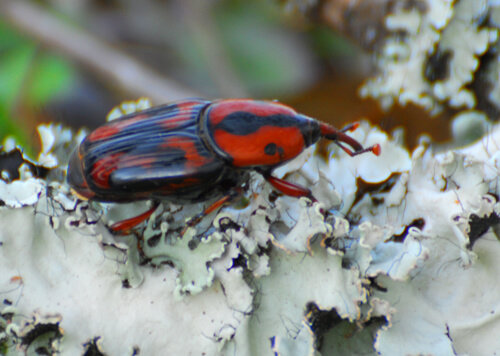 Palmetto weevil damage: wilting crown and base evidence on a Florida palm