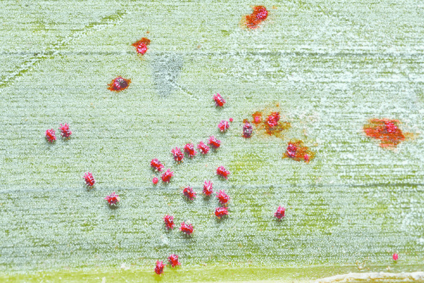 Red palm mite damage: bronze speckling and curling on palm fronds