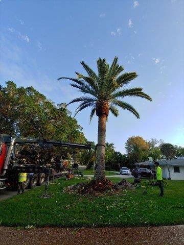 Tree removal process in Florida