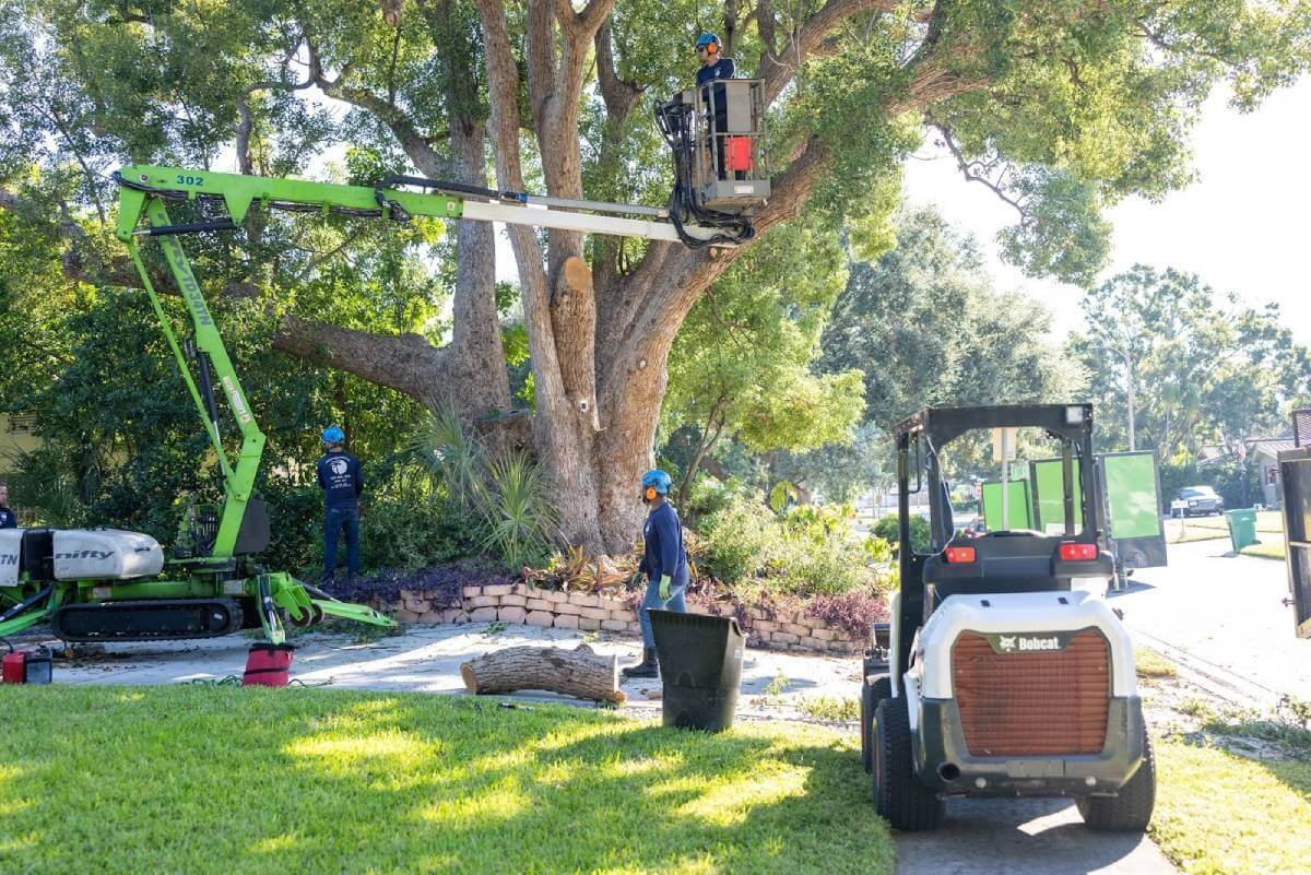 Stump Grinding in Florida: What Homeowners Should Know