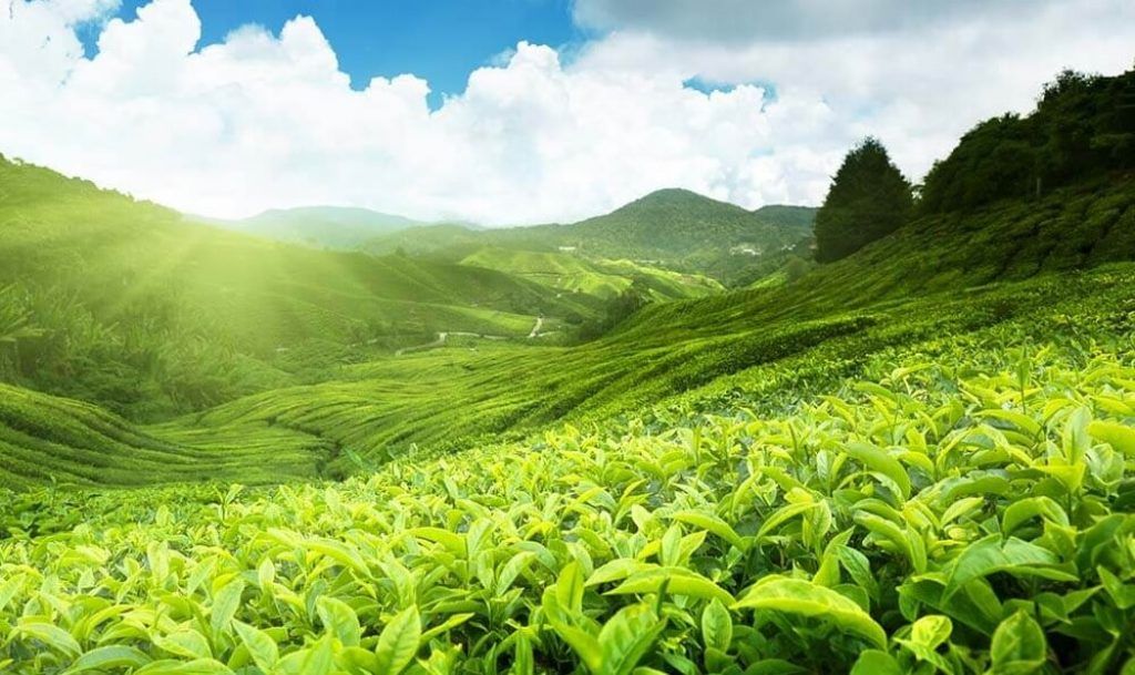 Tea plantation of Cameron Highlands