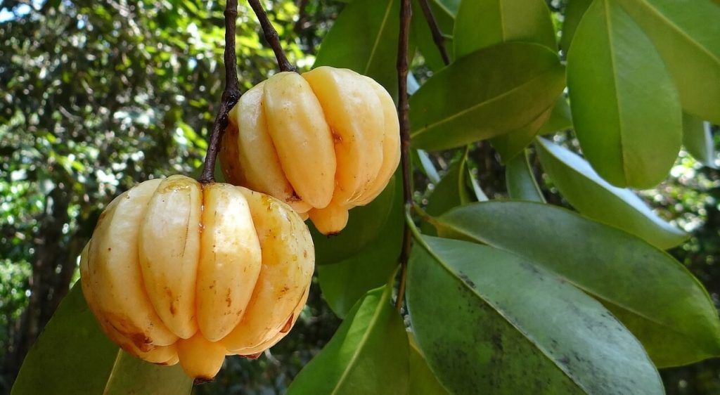 Garcinia cambogia fruit