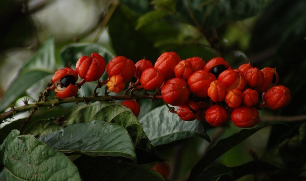 Guarana fruit