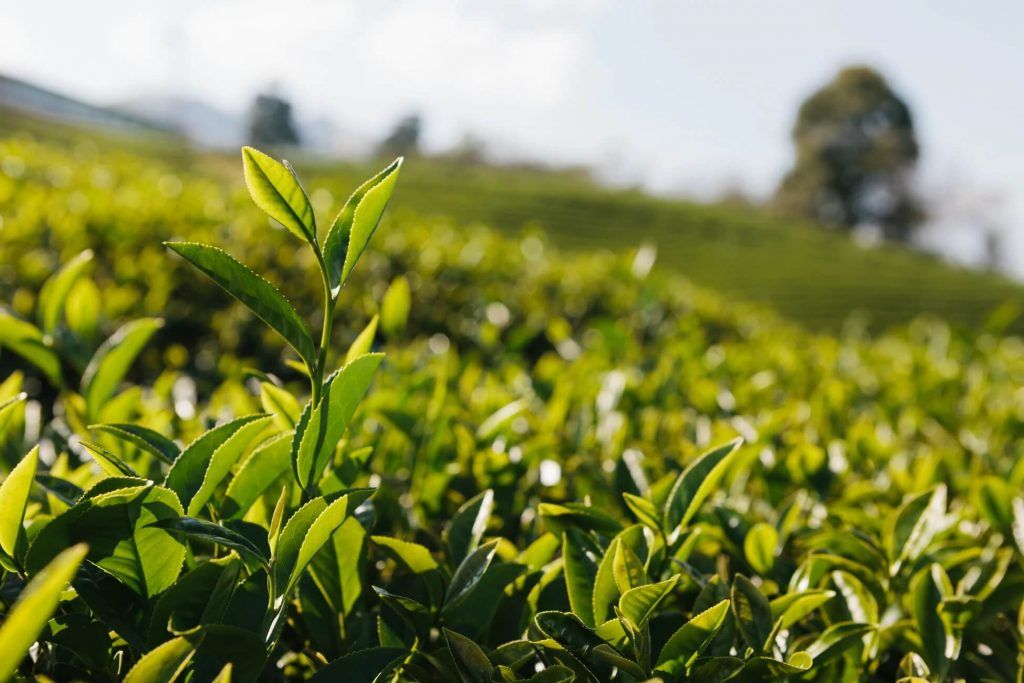 Camellia sinensis shrubs