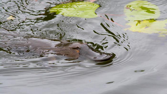 Platypus swimming in calm water