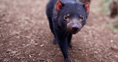 Close up photo of a tasmanian devil