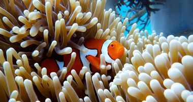 Coral reef and colorful fish in the Great Barrier Reef