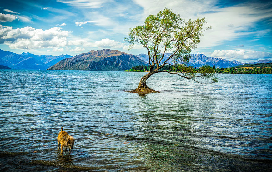 a dog standing near wanaka tree which sits in the middle of the water