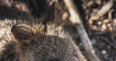 Photo of cute quokka