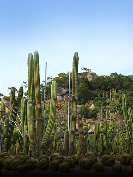 Xiamen Botanical Garden Cactus 