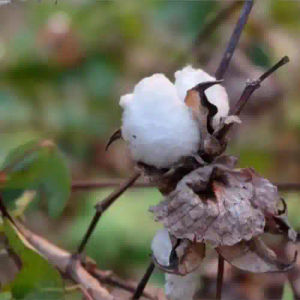Cotton Linter