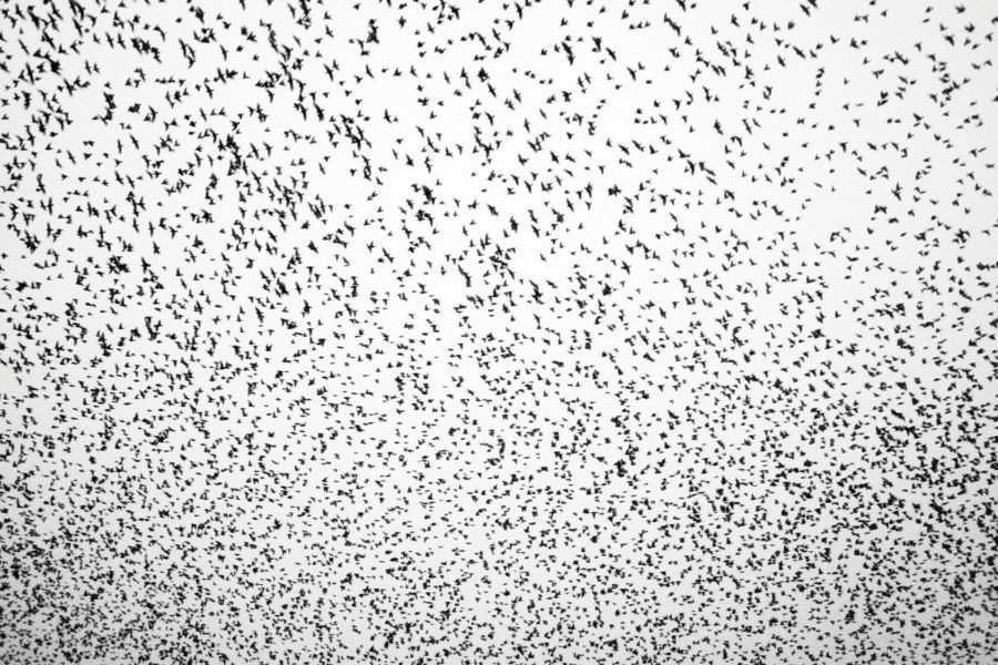 Starlings Above #1 By Yannick Dixon Photographic Works