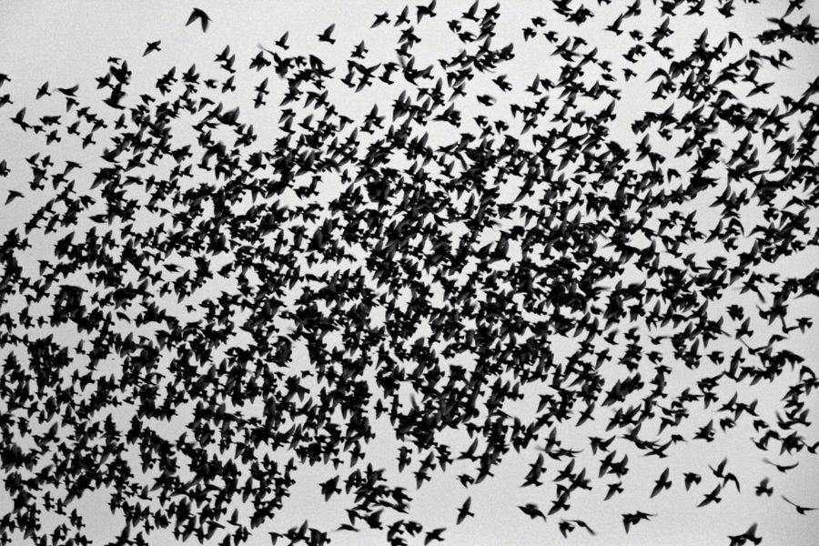 Murmuration of Starlings In Blackpool