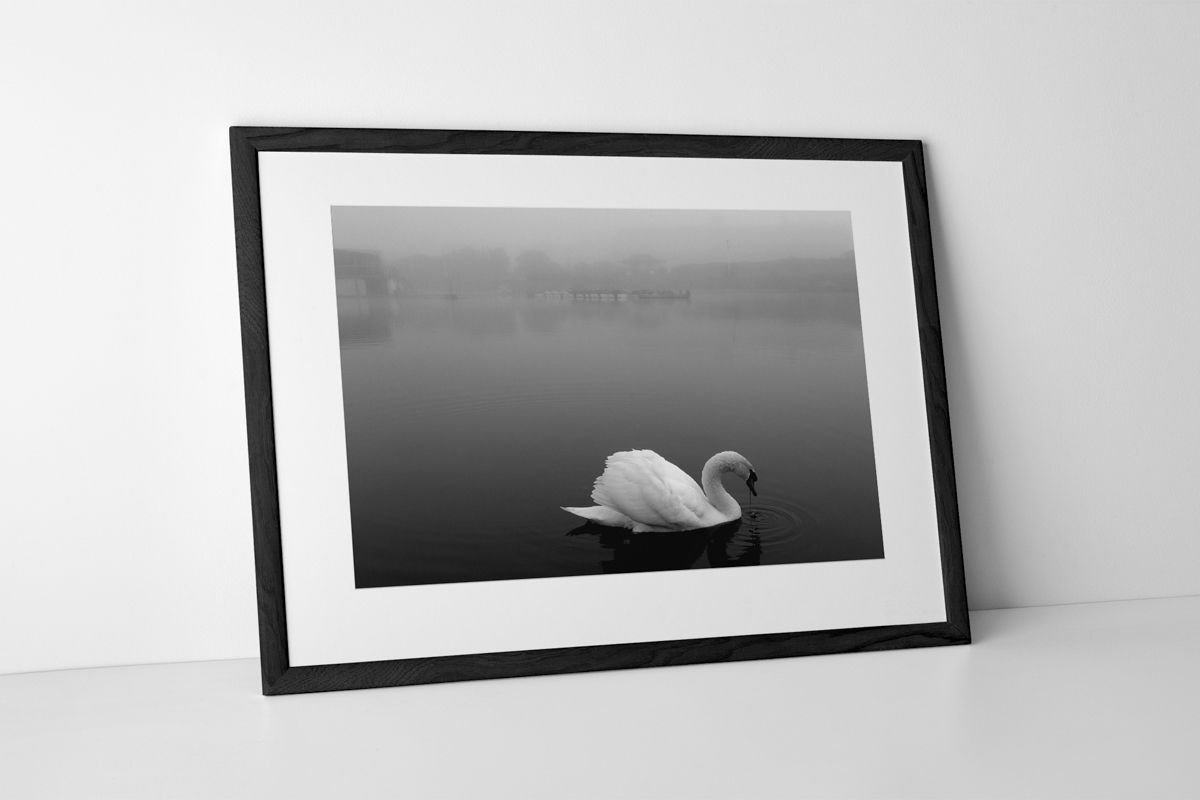 St Annes Swan Limited Edition Photographic Print Presented In A Black Frame