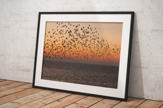 Sunset Starlings Photography Print In Black Frame