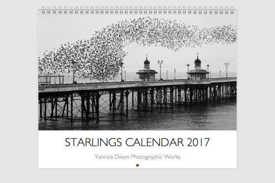 Starlings Calendar 2017 Cover -Bird Photography By Yannick Dixon